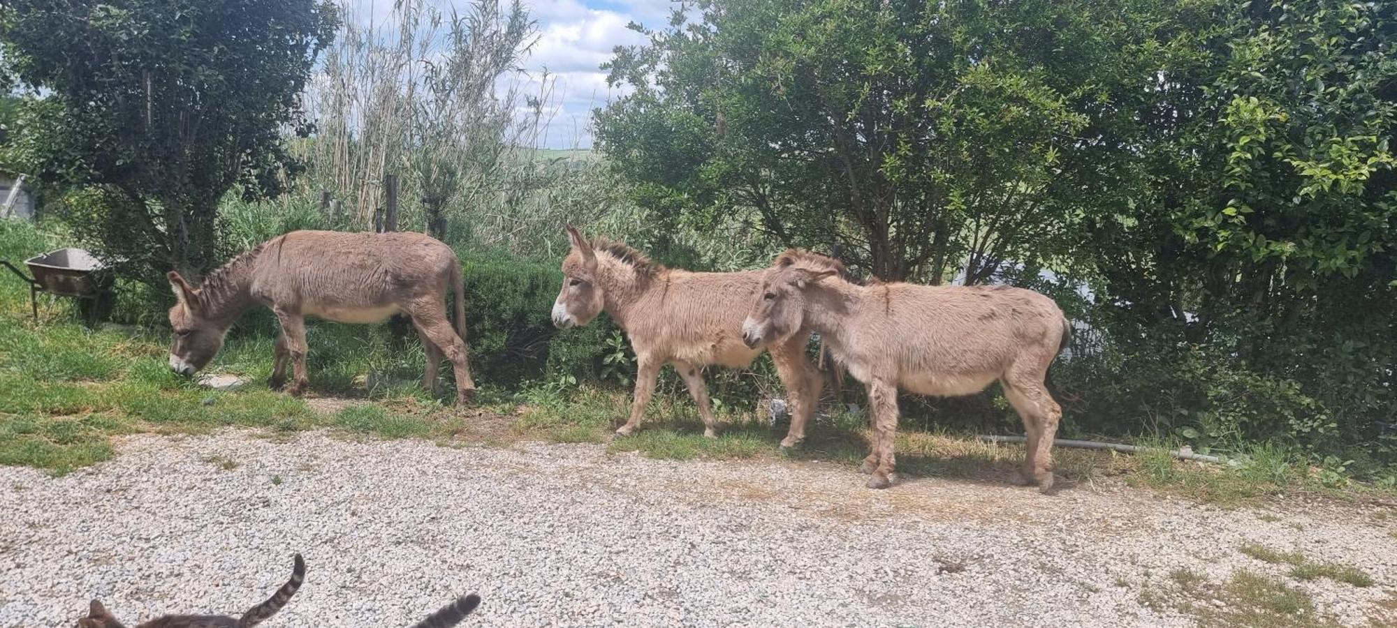 Agriturismo S. Eurosia Montalcino Kültér fotó